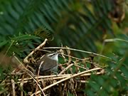 Bewick's Wren