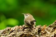 Bewicks's Wren