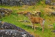 Black-tailed buck