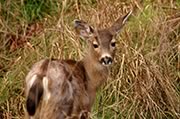 Black-tailed deer