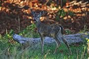 Black-tailed fawn