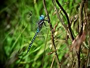 Dragonfly - Blue-eyed darner - Aeshna multicolor