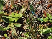 Damselfly - Boreal bluet - Enallagma boreale