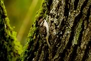 Brown Creeper