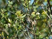 Brown Creeper