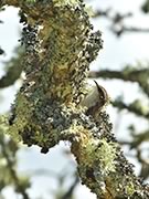 Brown Creeper