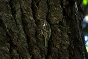 Brown Creeper