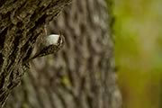 Brown Creeper