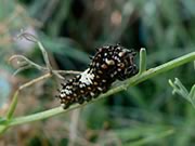 Caterpillar of the Anise swallowtail - Papilio zelicaon