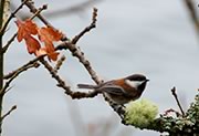 Chestnut-backed Chickadee