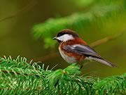 Chestnut-backed Chickadee