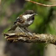 Chestnut-backed Chickadee