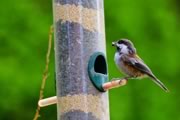 Chestnut-backed Chickadee