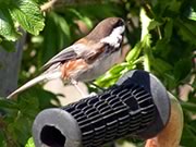 Chestnut-backed Chickadee