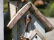 Chestnut-backed Chickadee