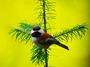 Chestnut-backed Chickadee