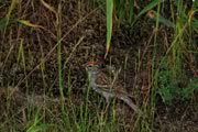Chipping Sparrow