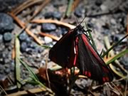 Cinnabar moth - Tyria jacobaeae