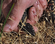 Common garter snake - Thamnophis sirtalis