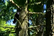 Common Raven