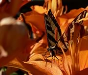 Western tiger swallowtail with damaged wings