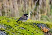 Dark-eyed Junco