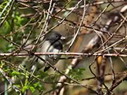 Dark-eyed Junco