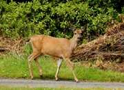 Black-tailed deer