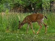 deer browsing