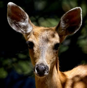 deer face