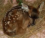 Deer fawn in care