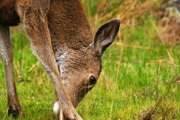 deer grazing