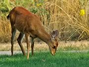 deer grazing