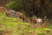 herd of deer