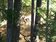 deer looking through the trees