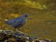 American Dipper