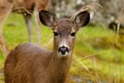 Black-tailed doe