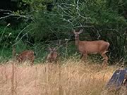 Black-tailed doe and fawns