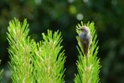 female Bushtit