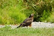 female Northern Harrier (or Marsh Hawk)