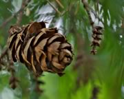 one day these fir cones might become big trees