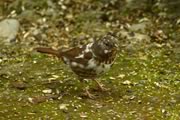 Fox Sparrow