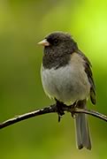 Dark-eyed Junco