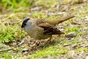 Golden-crowned Sparrow