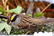 Golden-crowned Sparrow