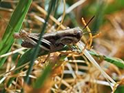 Grasshopper nymph