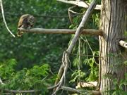 Great Horned Owl