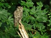 Great Horned Owl