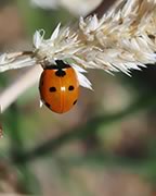 Ladybug