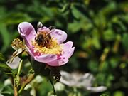 Western honey bee - Apis mellifera